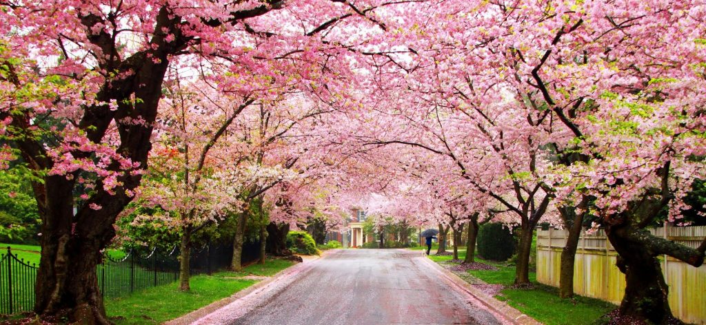 Cherry Blossoms In The Philippines? Puerto Princesa Says Wait For It ...