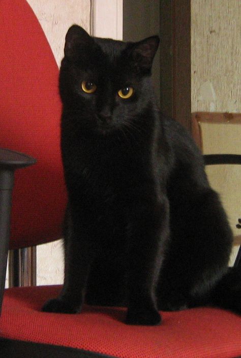 Longtime good and bad superstitions about black  cats  