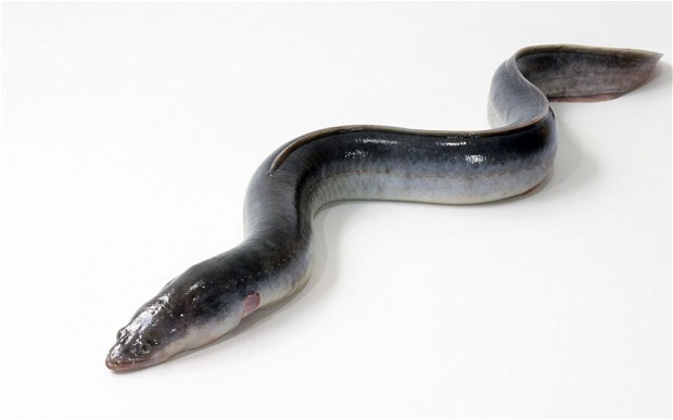 Qi Qi Eel